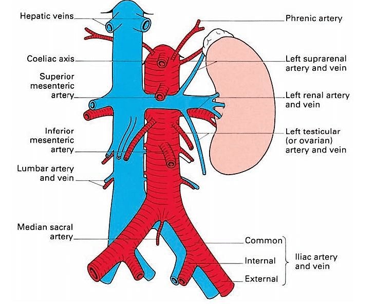 آناتومی سیستم ادراری- پرتورسانه