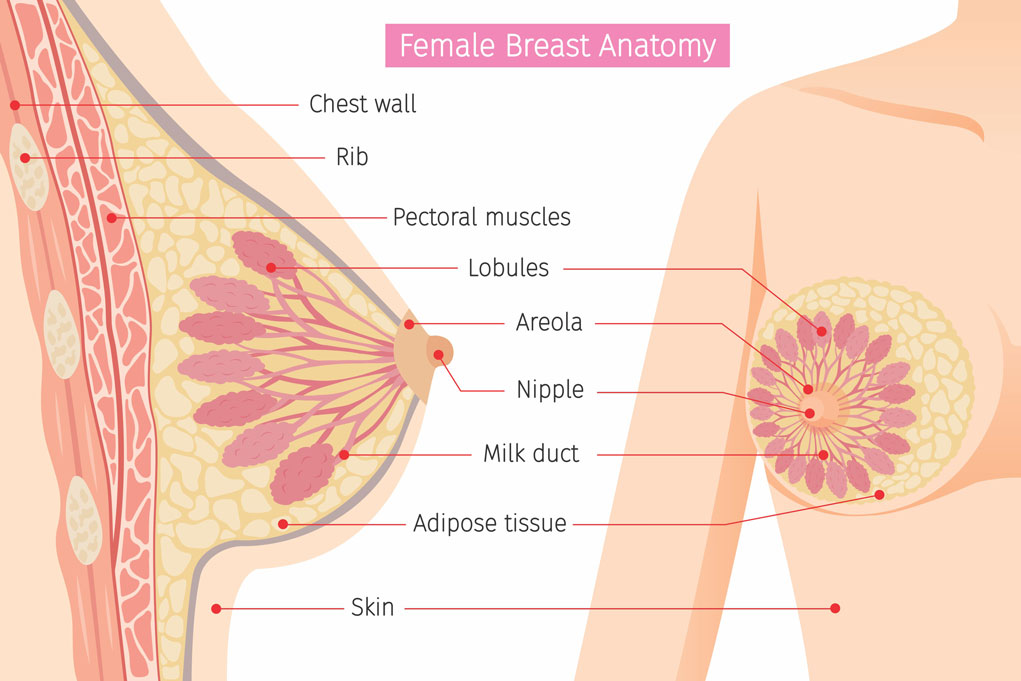 آناتومی پستان (breast anatomy)