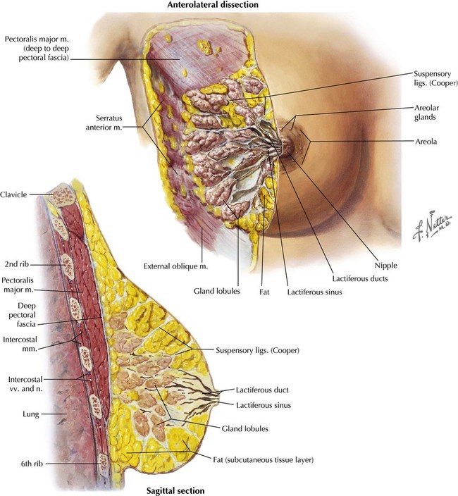 آناتومی پستان (breast anatomy)