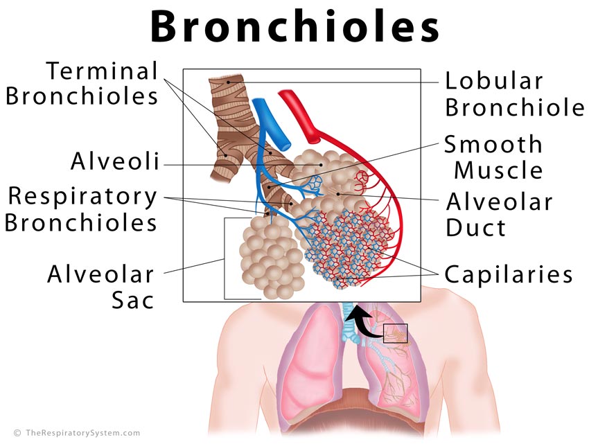 برونشیول ها- آناتومی دستگاه تنفسی (بخش اول)