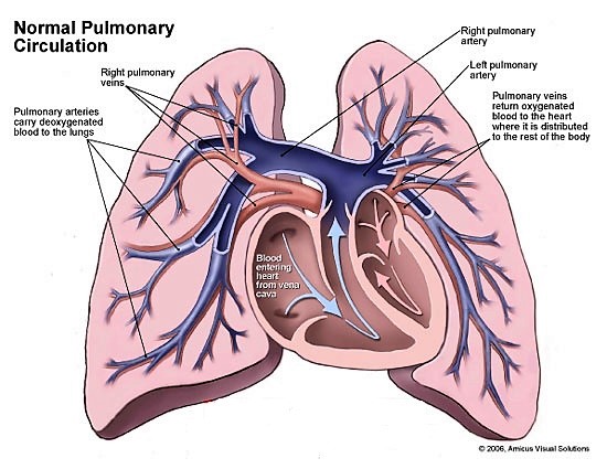 آناتومی قلب و عروق مجاور (بخش دوم)- عروق پولمونری
