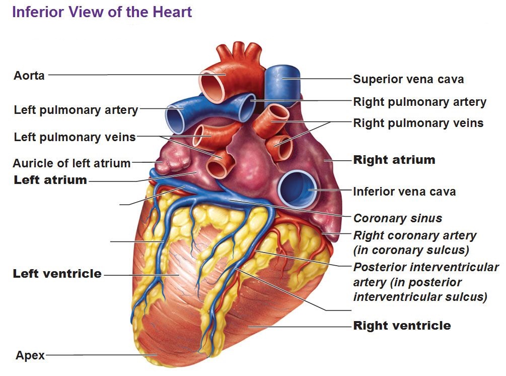 آناتومی قلب و عروق مجاور (بخش دوم)- نمای تحتانی قلب