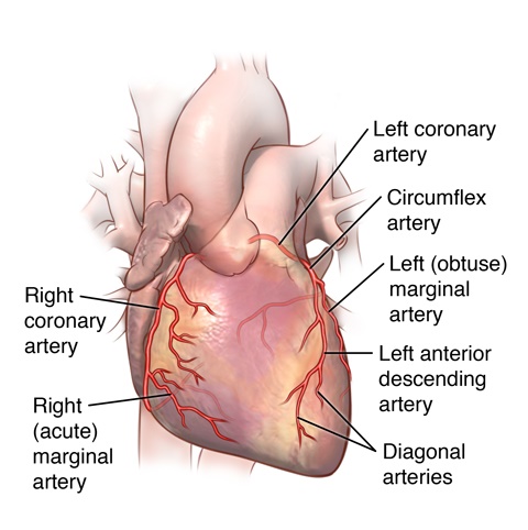 آناتومی قلب و عروق مجاور (بخش دوم)- عروق کرونر قلبی