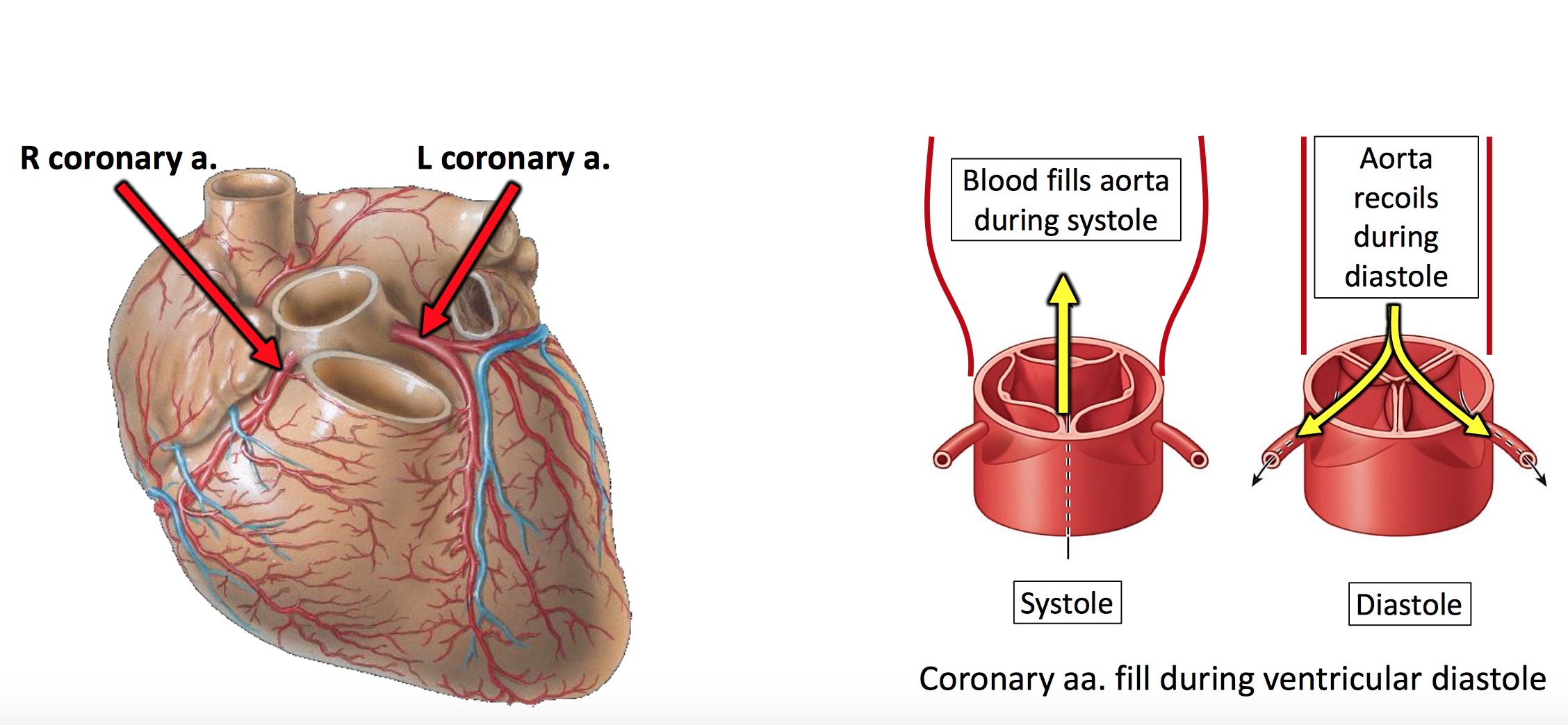 آناتومی قلب و عروق مجاور (بخش دوم)- عروق کرونر قلبی