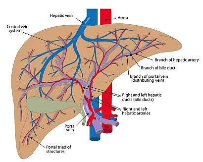 آناتومی کبد (Liver)