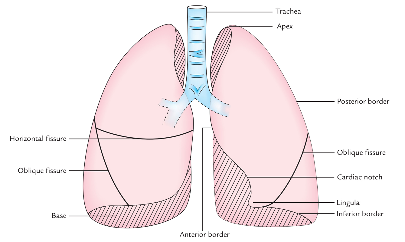 ساختار ریه-آناتومی دستگاه تنفسی (بخش اول)