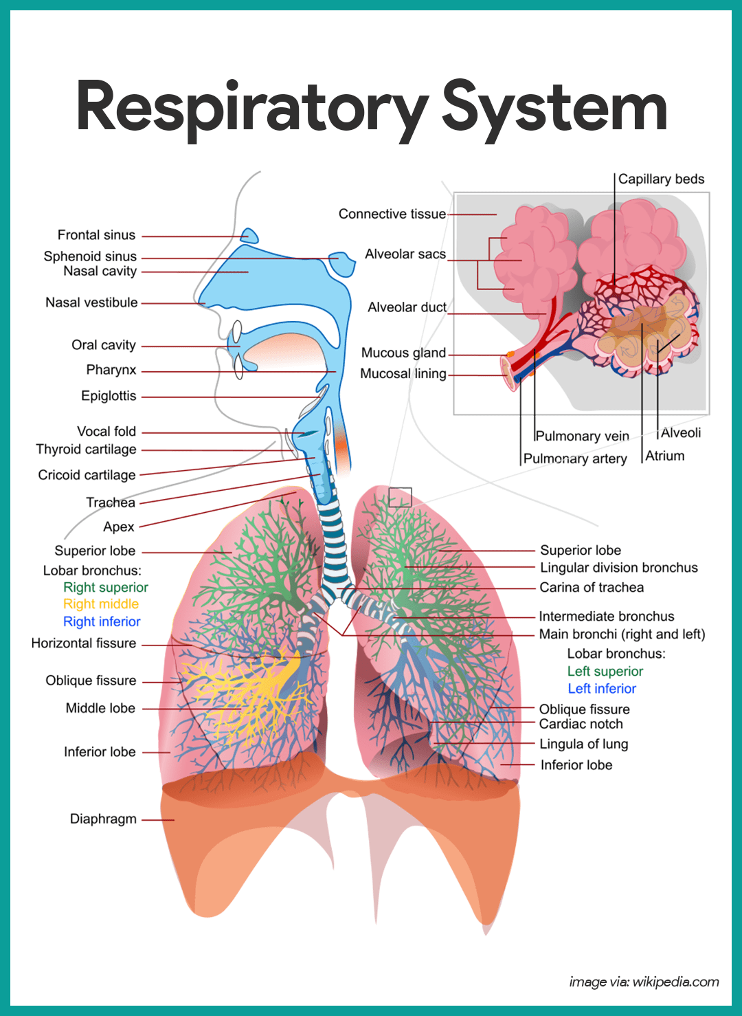 آناتومی دستگاه تنفسی (بخش اول)