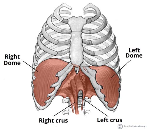 سطوح ریه-آناتومی دستگاه تنفسی (بخش اول)