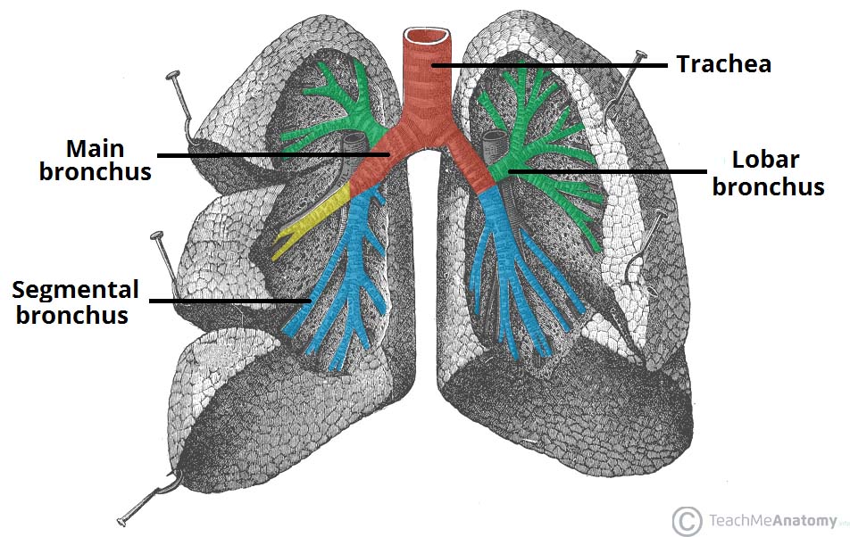ساختار برونش- آناتومی دستگاه تنفسی (بخش اول)