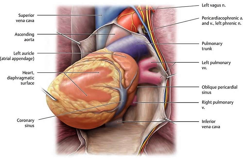 آناتومی قلب و عروق مجاور (بخش دوم)