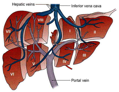 آناتومی کبد (Liver)