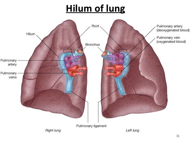 ناف ریه (هیلوم ریه)-آناتومی دستگاه تنفسی (بخش اول)